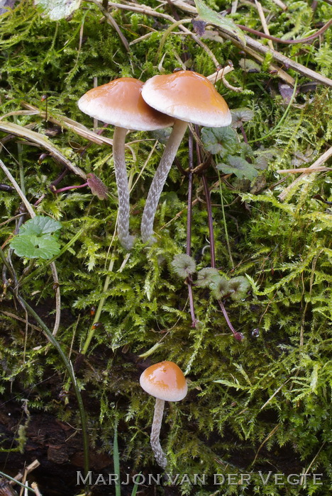 Zilversteel zwavelkop - Hypholoma dispersum